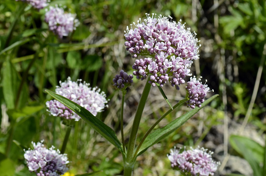 Valeriana montana / Valeriana montana